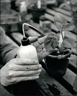 Breeders: Dr William Black's potato research in Edinburgh, Scotland