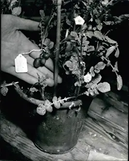 Breeders: Dr William Black's potato research in Edinburgh, Scotland