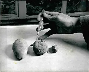 Breeders: Dr William Black's potato research in Edinburgh, Scotland