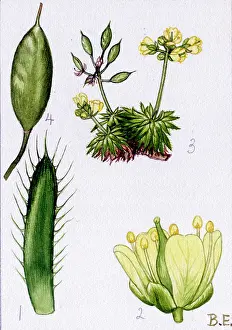 Whitlow: Draba aizoides