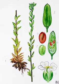 Incana: Draba incana