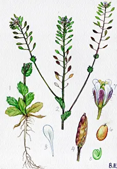 Draba: Draba muralis