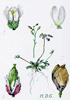 Garside: Draba Verna
