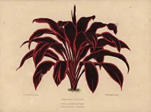 Dombrains: Dracaena elegans, tropical plant with dramatic