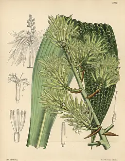 Hand Coloured: Dracaena marmorata native to Singapore