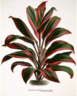Arecaceae: Dracaena warocquei, cordyline
