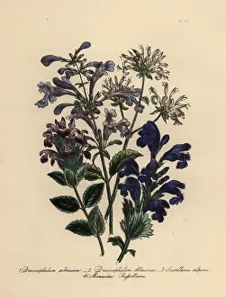 Perennials: Dracocephalum and scutellaria species