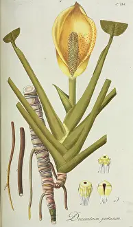Nicolaus: Dracontium percusum