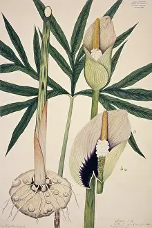 Fleming: Dracontium, sp