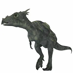 Pachycephalosaurid: Dracorex dinosaur