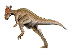Pachycephalosaurid: Dracorex dinosaur