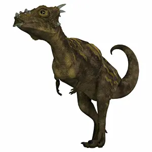 Pachycephalosaurid: Dracorex dinosaur on white background