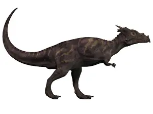 Pachycephalosaurid: Dracorex, a herbivorous dinosaur from the Cretaceous period