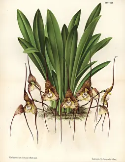 Chimaera: Dracula chimaera orchid