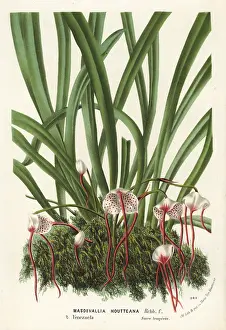 Masdevallia: Dracula houtteana orchid