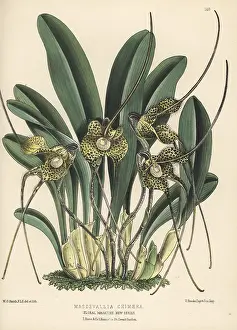 William Bull: Dracula nycterina orchid