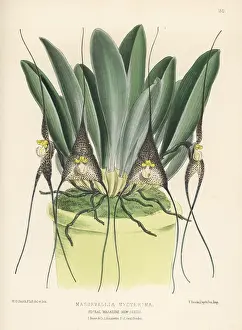 L. Reeve: Dracula nycterina orchid in pot