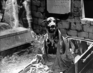 Zoltan: DRACULA'S DOG