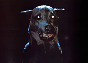DRACULA'S DOG