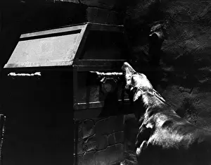 Zoltan: DRACULA'S DOG