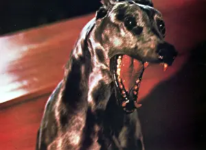 Zoltan: DRACULA'S DOG