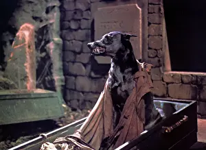 Zoltan: DRACULA'S DOG