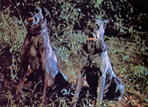 Zoltan: DRACULA'S DOG
