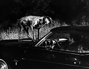 Studio Canal (str For Rgr Images): DRACULA'S DOG