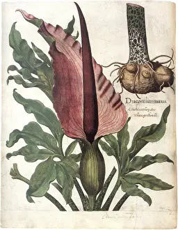 Featured: Dracunuculus Vulgaris
