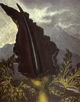Arum: The Dragon Arum