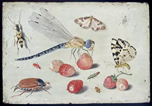 Dragonflies: A Dragon-fly, two Moths, a Spider and some Beetles