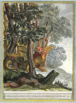 Emerges: Dragon in Forest