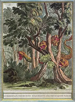 Hydra: Dragon with Many Heads