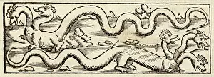 Reported: Dragon (Munster)