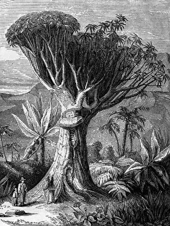 Draco: Dragon Tree