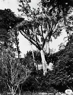 Tenerife: Dragon Tree, Tenerife 1873