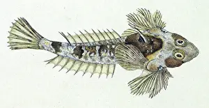 Skinny: Dragonet