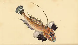 Lyra: Dragonet, Callionymus lyra