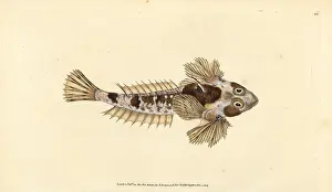 Sordid: Dragonet, Callionymus lyra