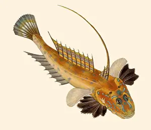 Lyra: Dragonet, Callionymus lyra
