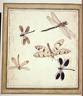 Damsel: Dragonflies and damselflies