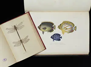 Gibbon: Dragonflies and Fish