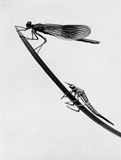 Dragonflies: DRAGONFLIES ON GRASS