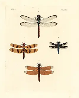 Dragonflies: Dragonflies and skimmers