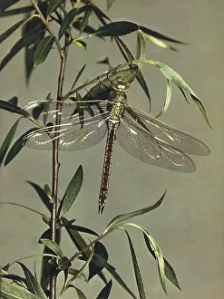 Beaufoy: Dragonfly