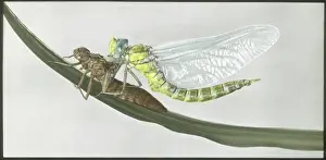 Emerging: Dragonfly (Aeshna Cyanea) emerged from exuvia