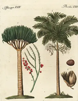 Betel: Dragon's blood palm and areca palm trees