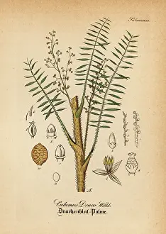 Artus: Dragon's blood palm, Daemonorops draco