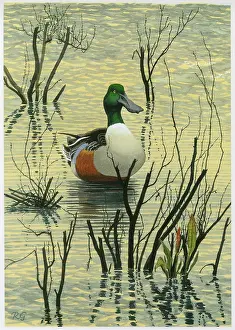 Shoveler: Drake Shoveler duck