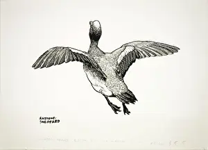 Wigeon: Drake Wigeon taking off